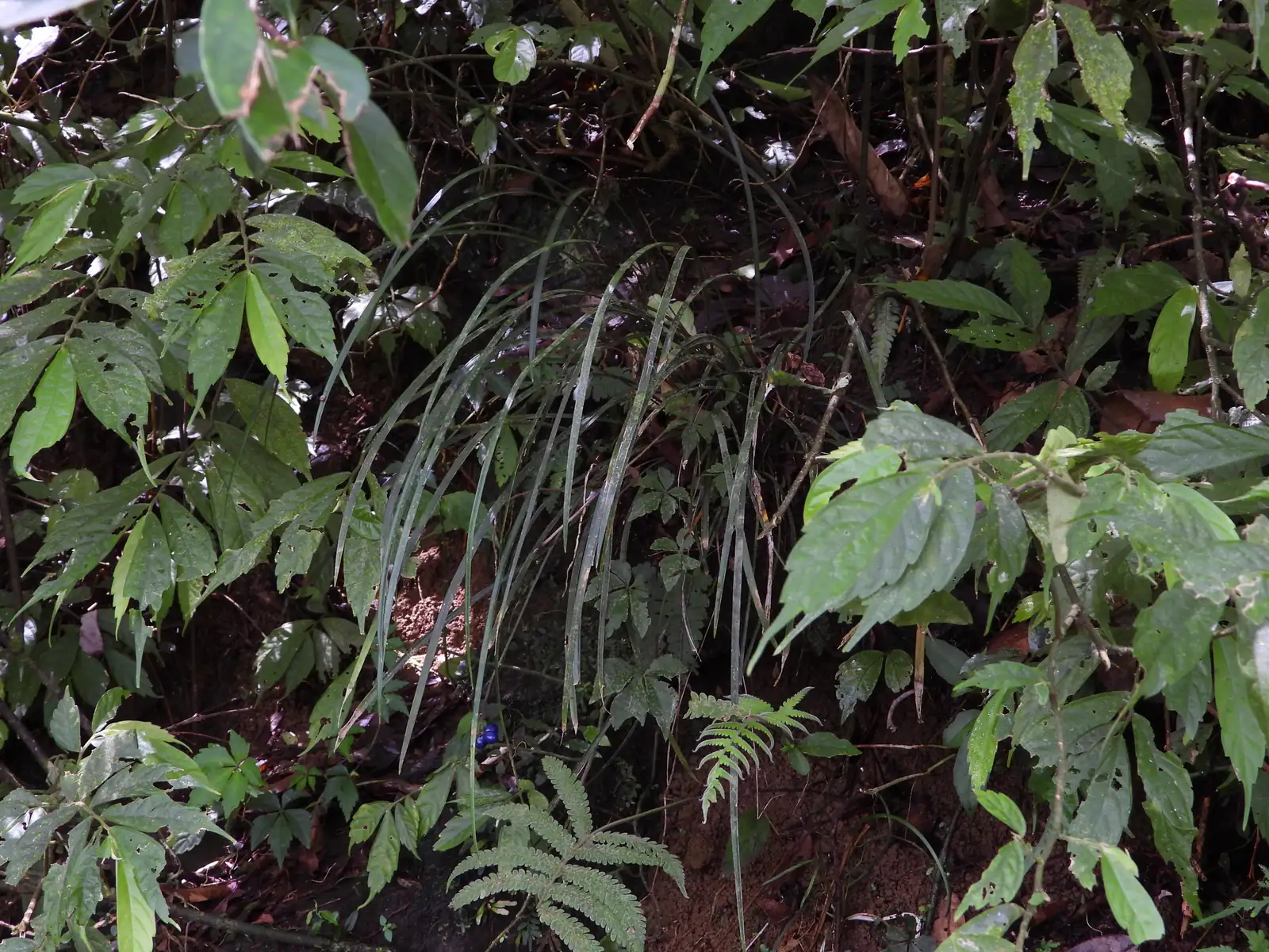 沿阶草 (Ophiopogon bodinieri) — 更多视角