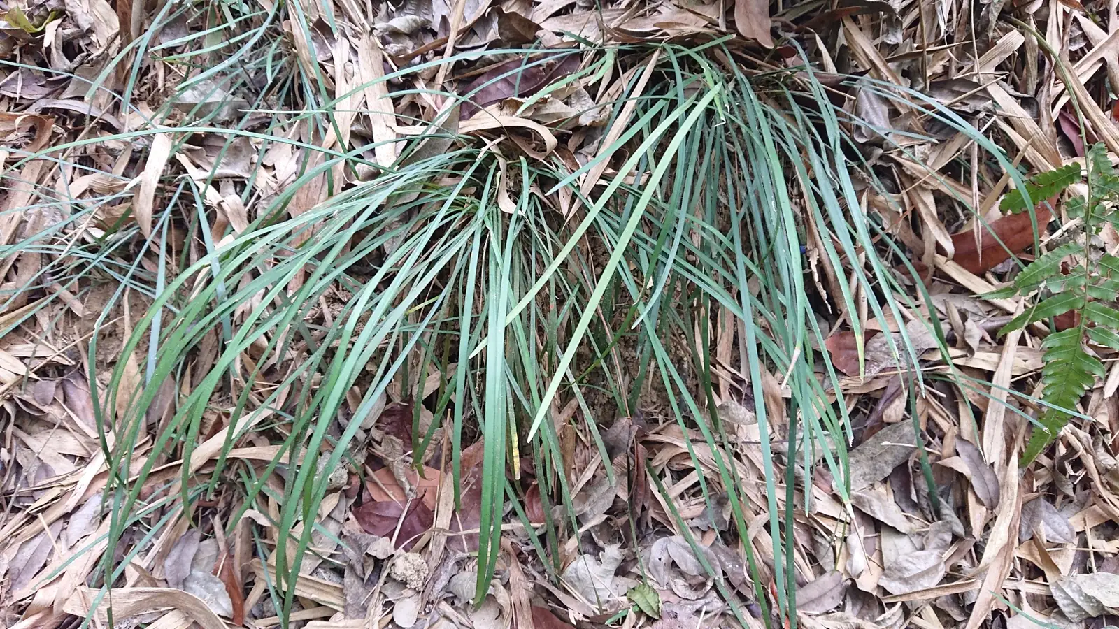 沿阶草 (Ophiopogon bodinieri) — 环境展示