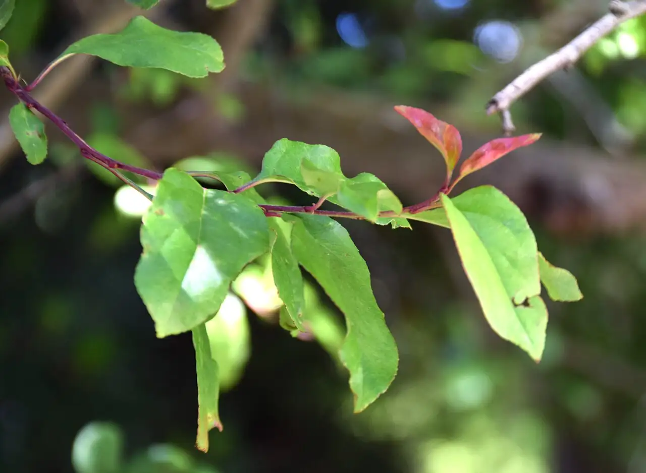 垂丝海棠 (Malus halliana) — 更多视角