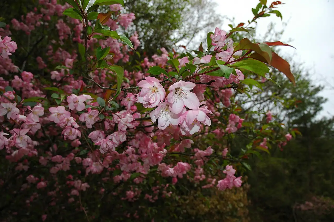 垂丝海棠 (Malus halliana) — 细节
