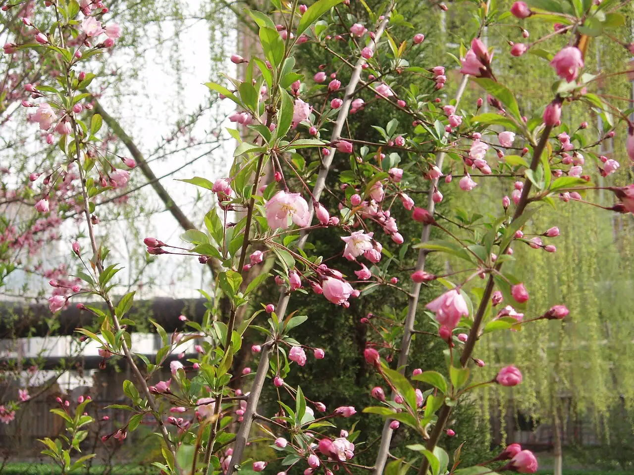 垂丝海棠 (Malus halliana) — 特写
