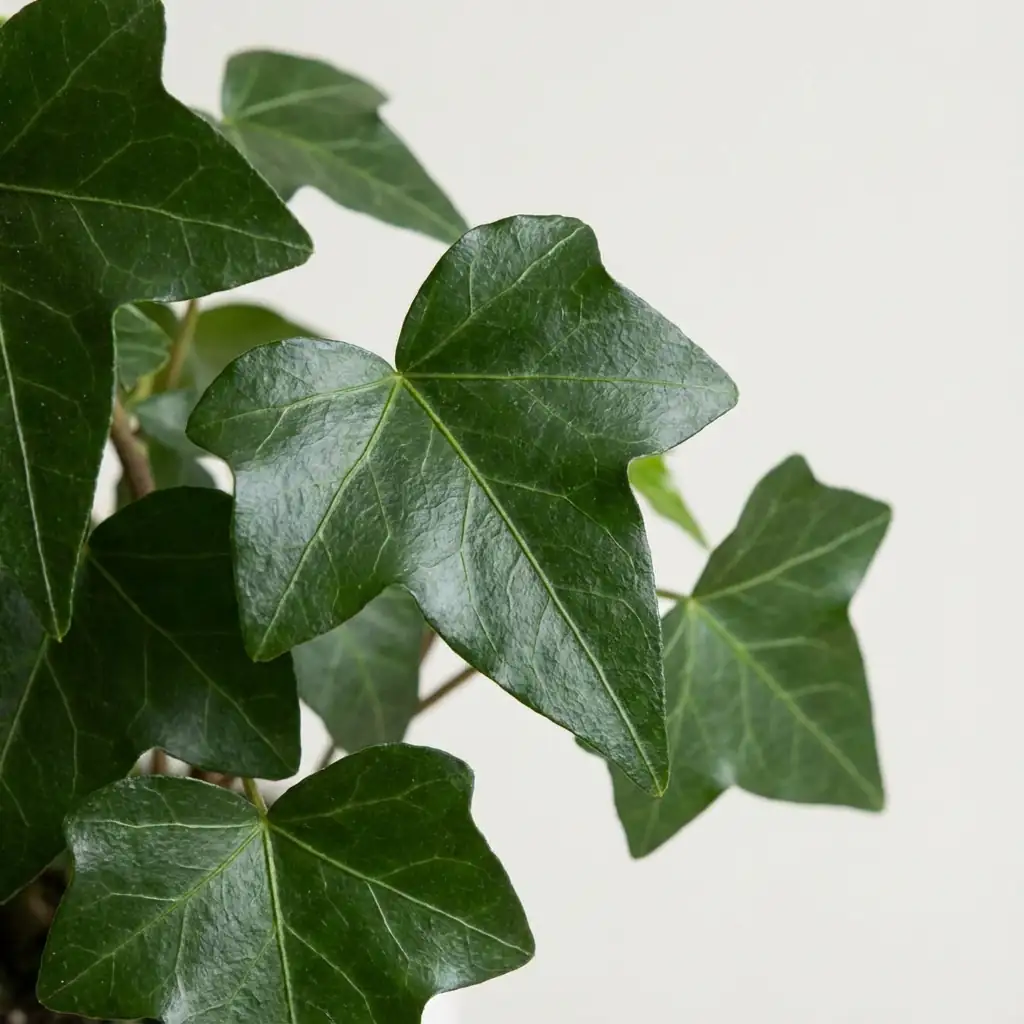 常春藤 (Hedera helix) — 更多视角