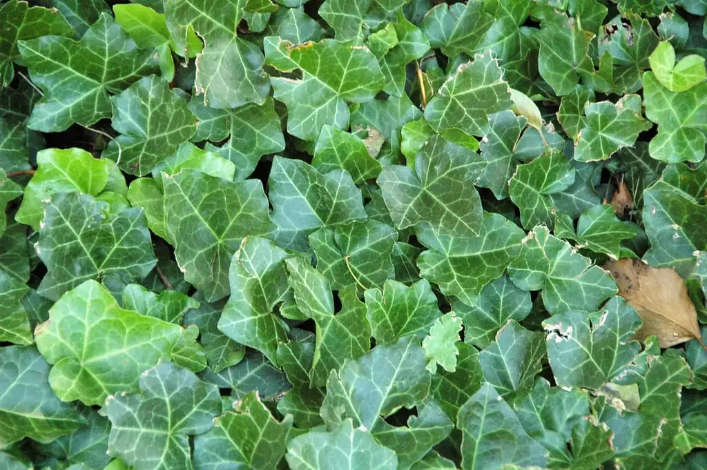 常春藤 (Hedera helix) — 更多视角