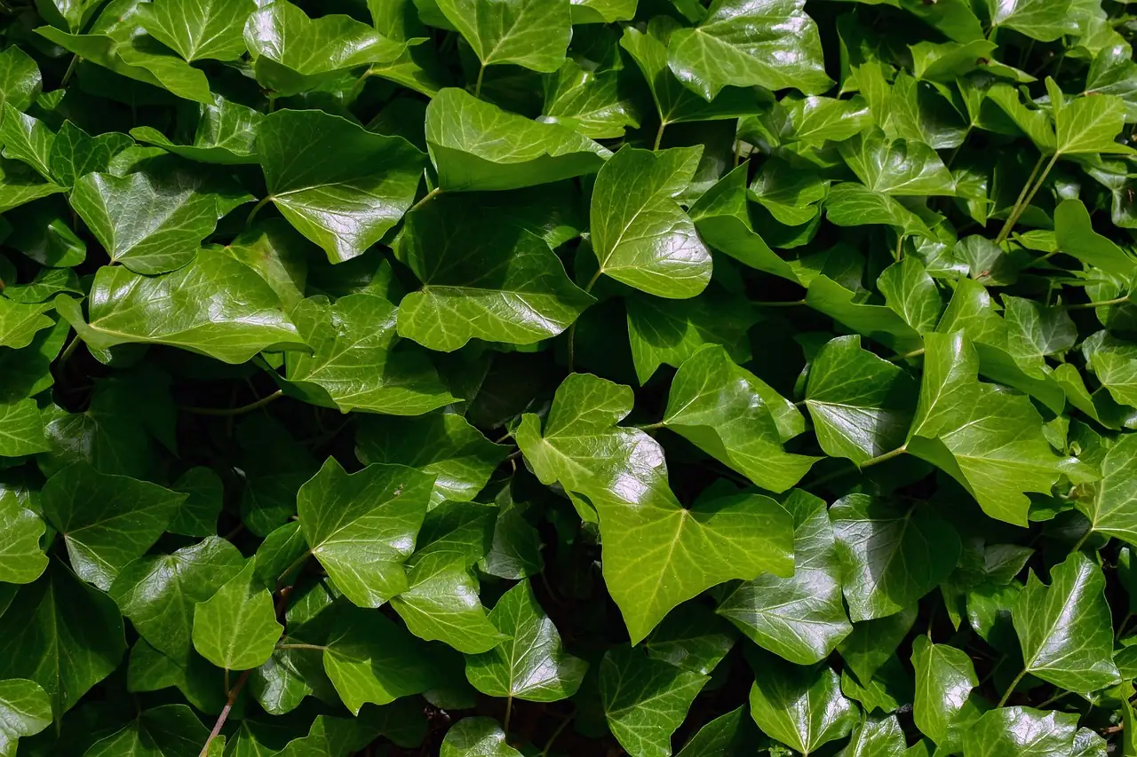 常春藤 (Hedera helix) — 主图