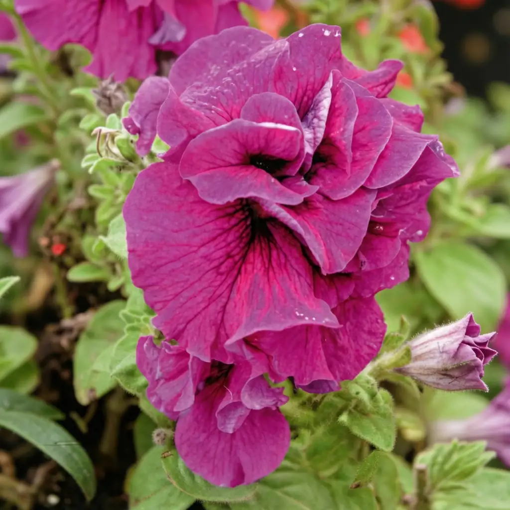 矮牵牛 (Petunia × atkinsiana (syn. Petunia × hybrida)) — 更多视角