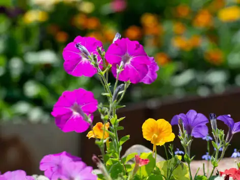 矮牵牛 (Petunia × atkinsiana (syn. Petunia × hybrida)) — 更多视角