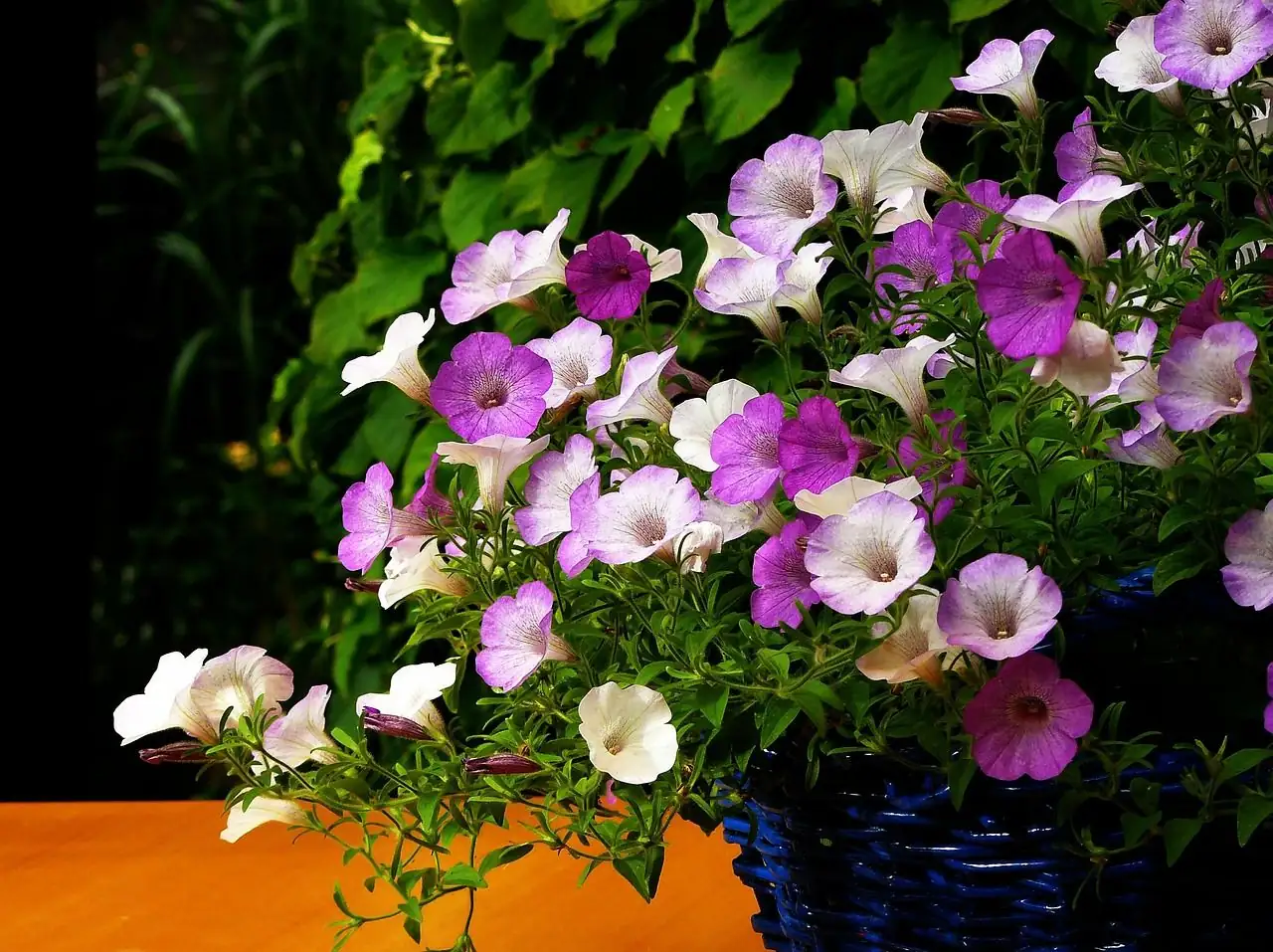 矮牵牛 (Petunia × atkinsiana (syn. Petunia × hybrida)) — 细节