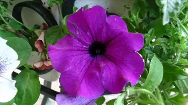 矮牵牛 (Petunia × atkinsiana (syn. Petunia × hybrida)) — 特写