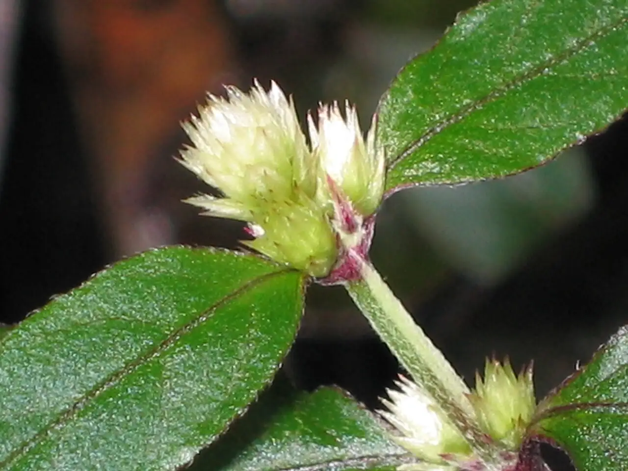 川牛膝 (Cyathula officinalis) — 细节