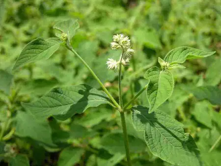 川牛膝 (Cyathula officinalis) — 主图