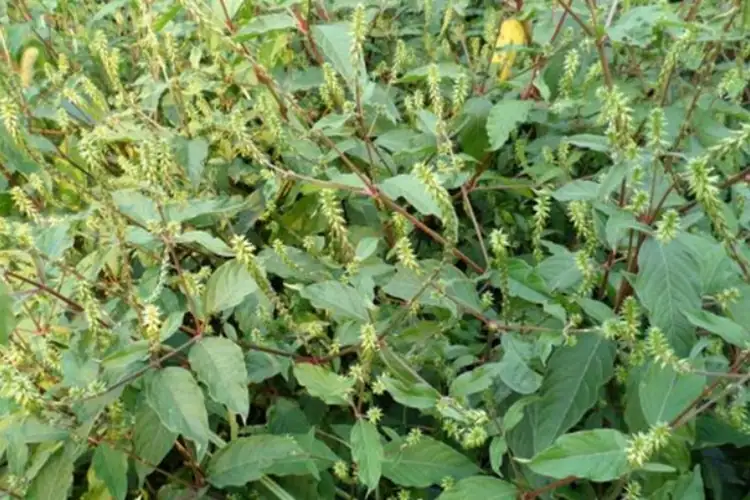 川牛膝 (Cyathula officinalis) — 更多视角