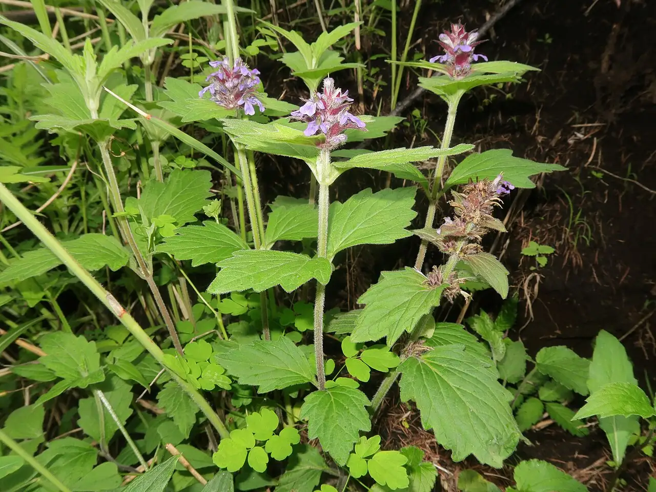 筋骨草 (Ajuga ciliata) — 环境展示