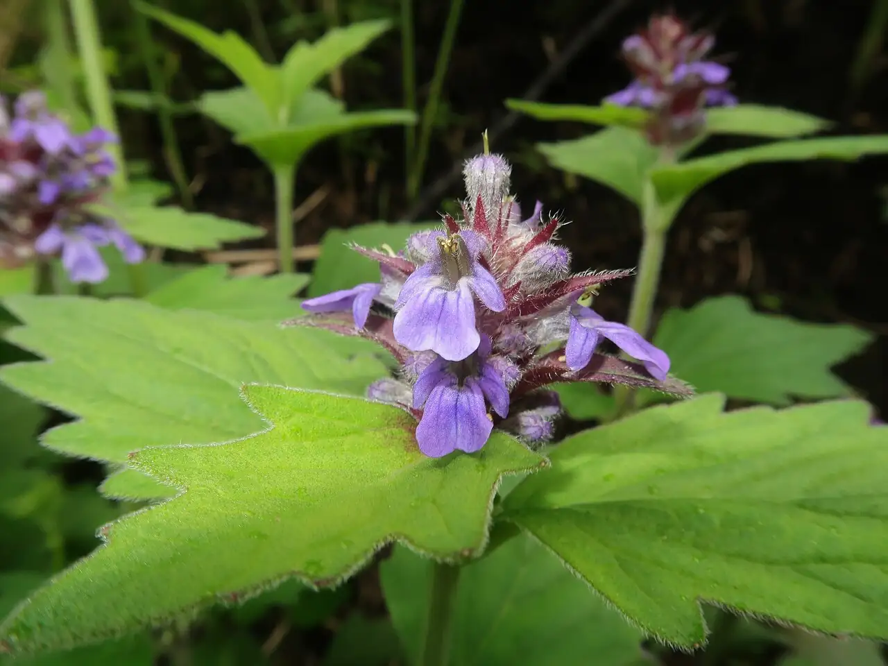 筋骨草 (Ajuga ciliata) — 更多视角