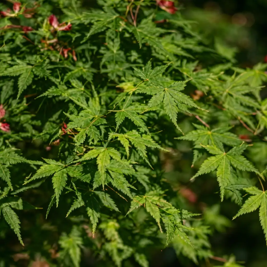 鸡爪槭 (Acer palmatum) — 主图