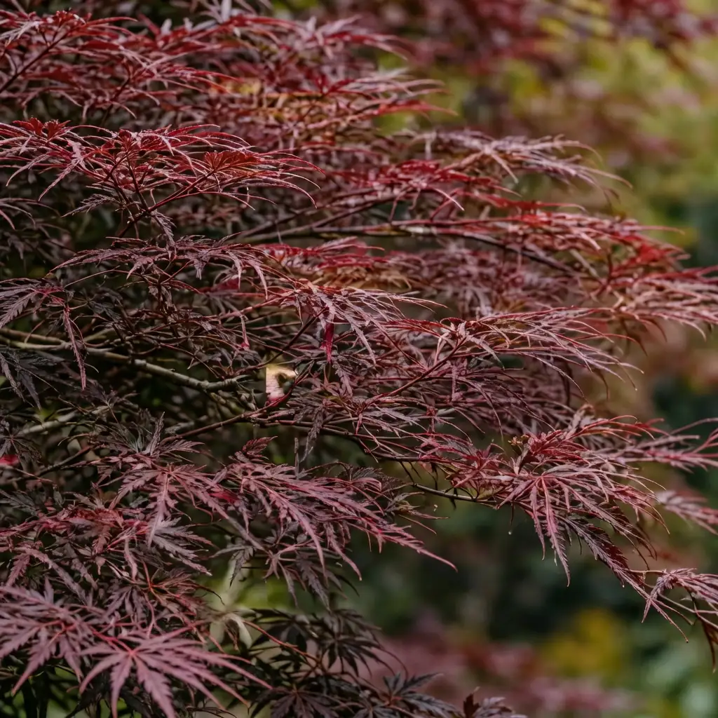 鸡爪槭 (Acer palmatum) — 环境展示