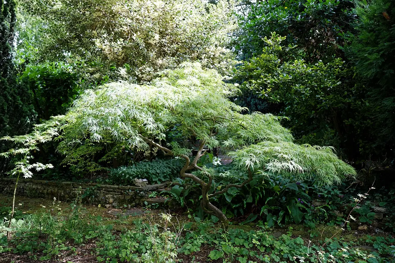 鸡爪槭 (Acer palmatum) — 更多视角