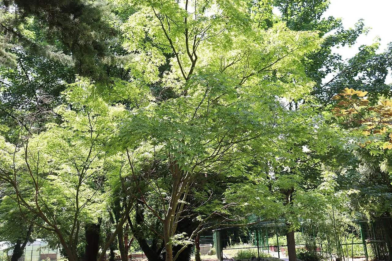 鸡爪槭 (Acer palmatum) — 更多视角