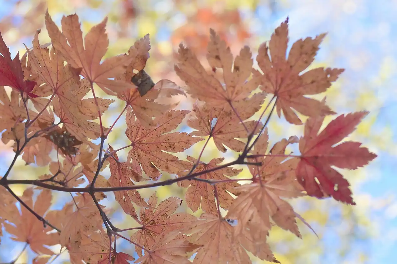 鸡爪槭 (Acer palmatum) — 更多视角