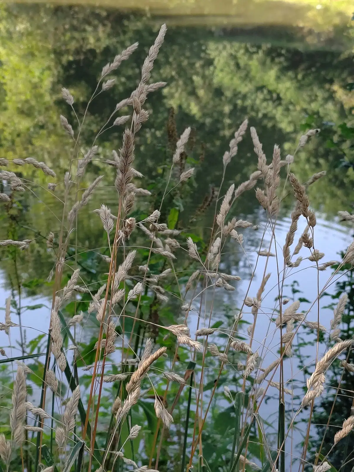 鸭茅 (Dactylis glomerata) — 特写