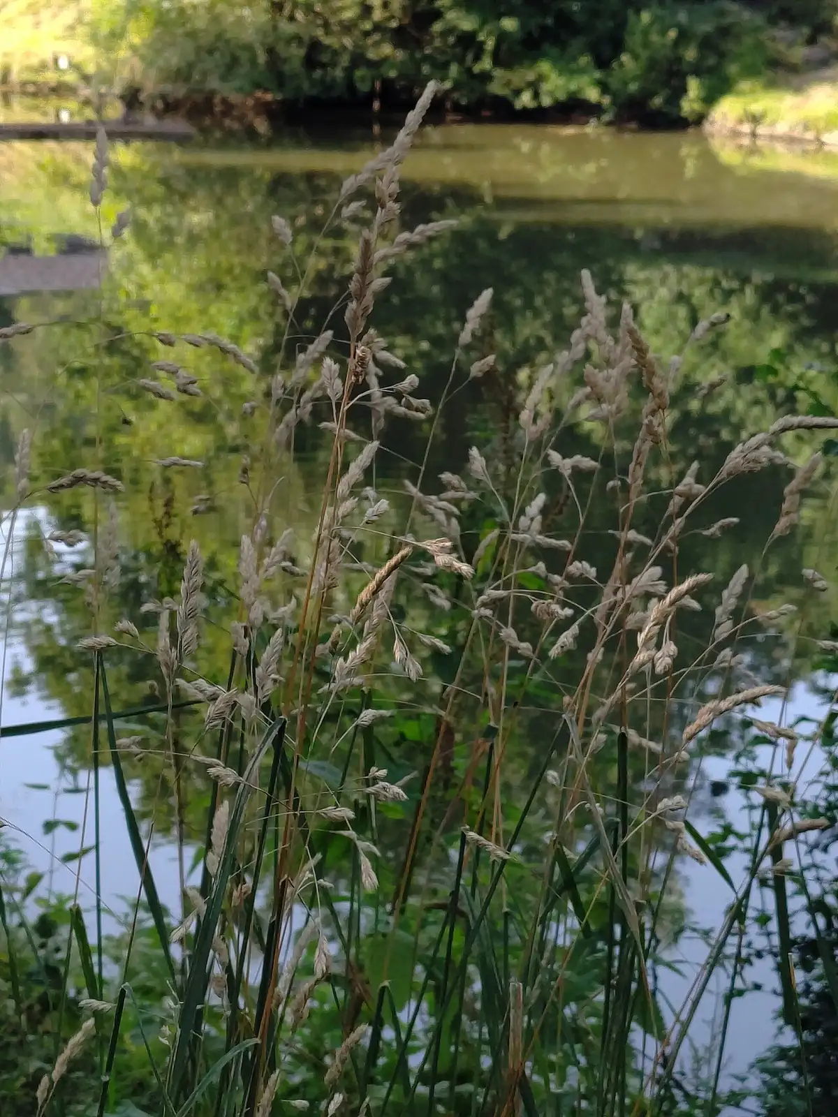 鸭茅 (Dactylis glomerata) — 环境展示