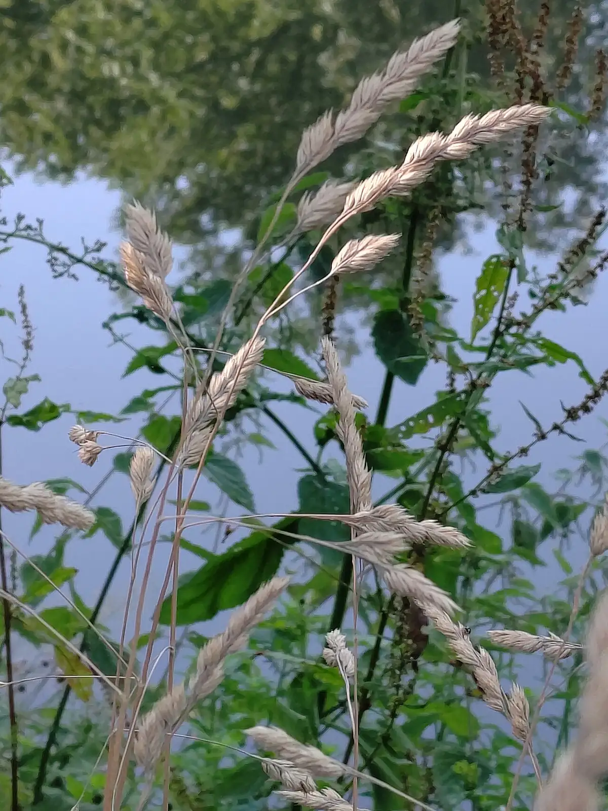 鸭茅 (Dactylis glomerata) — 更多视角