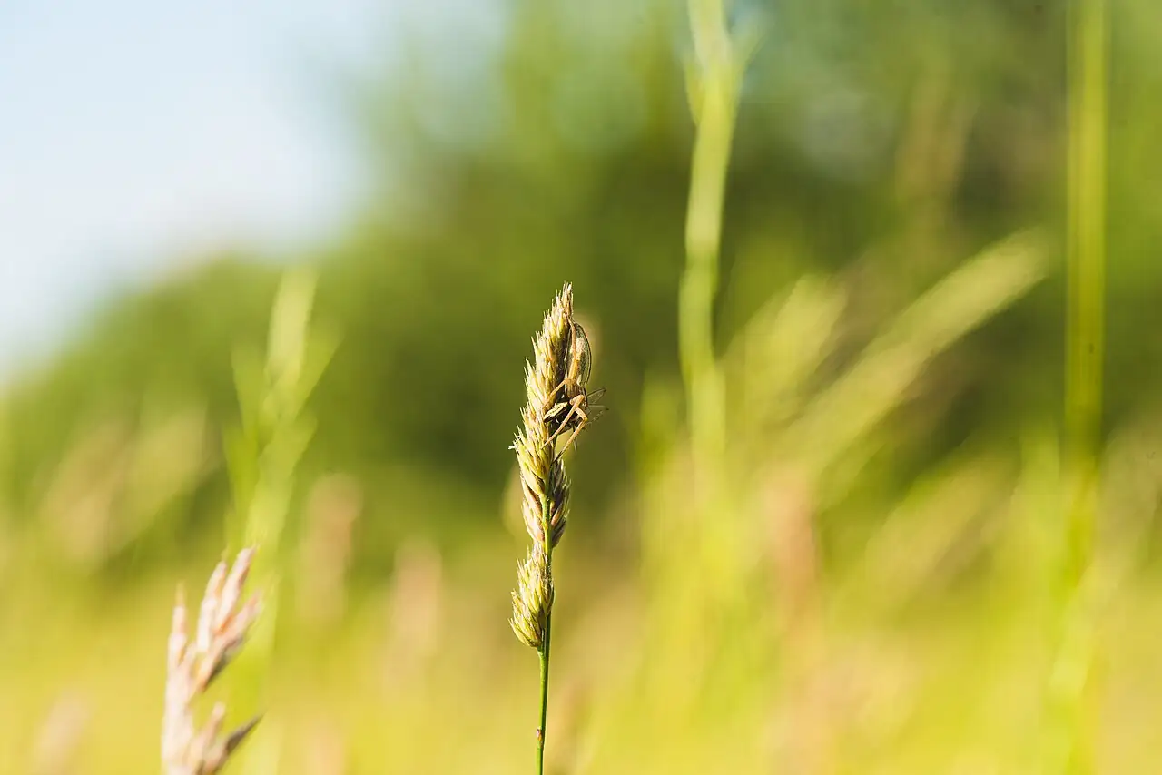 鸭茅 (Dactylis glomerata) — 更多视角