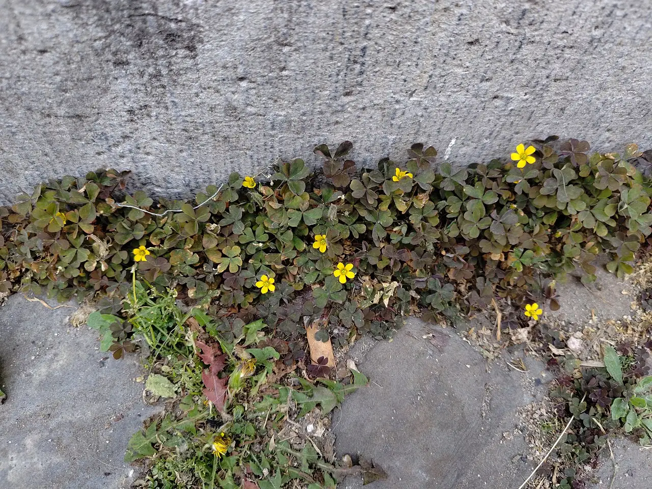 酢浆草 (Oxalis corniculata) — 特写
