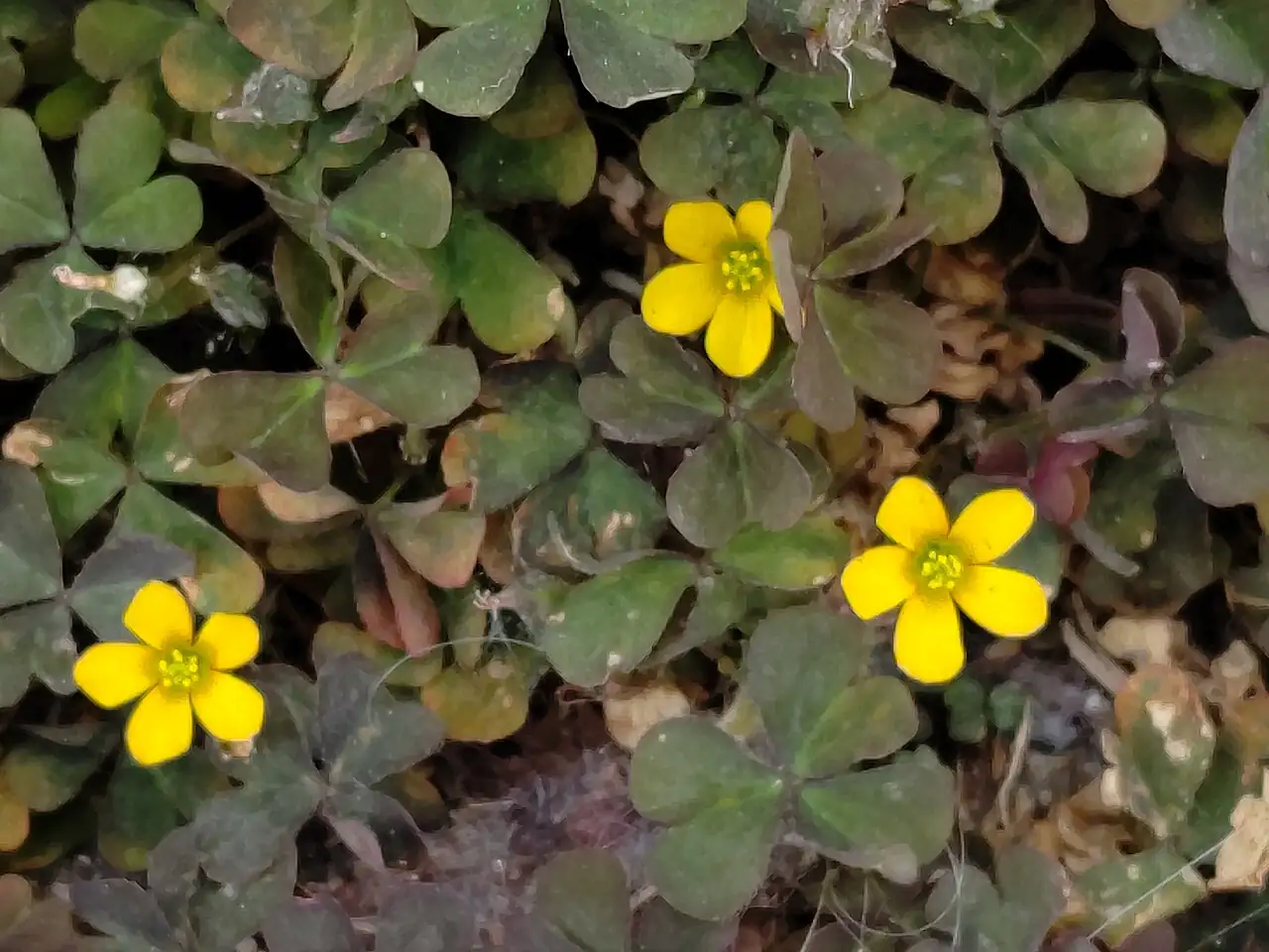 酢浆草 (Oxalis corniculata) — 主图