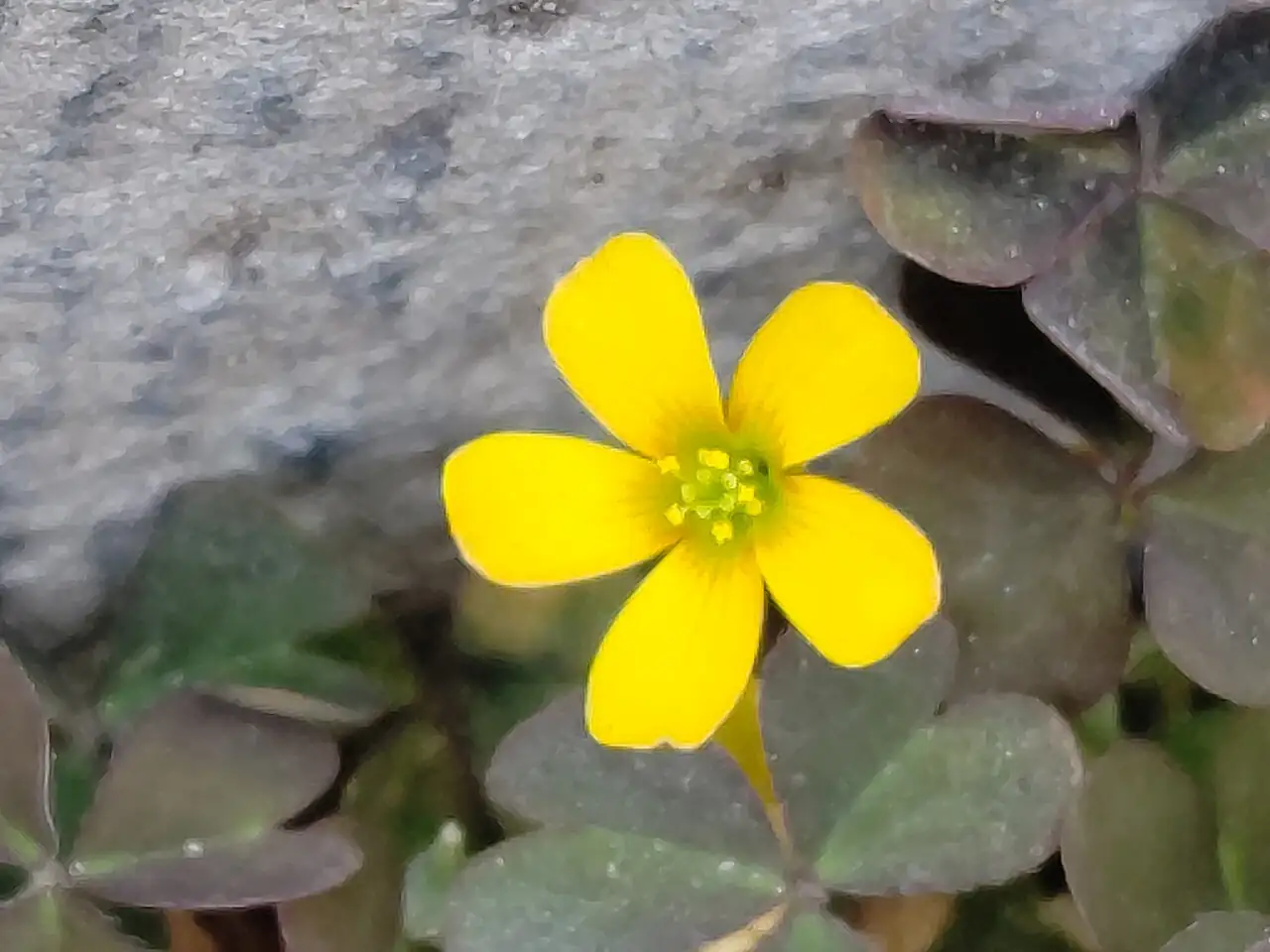 酢浆草 (Oxalis corniculata) — 更多视角