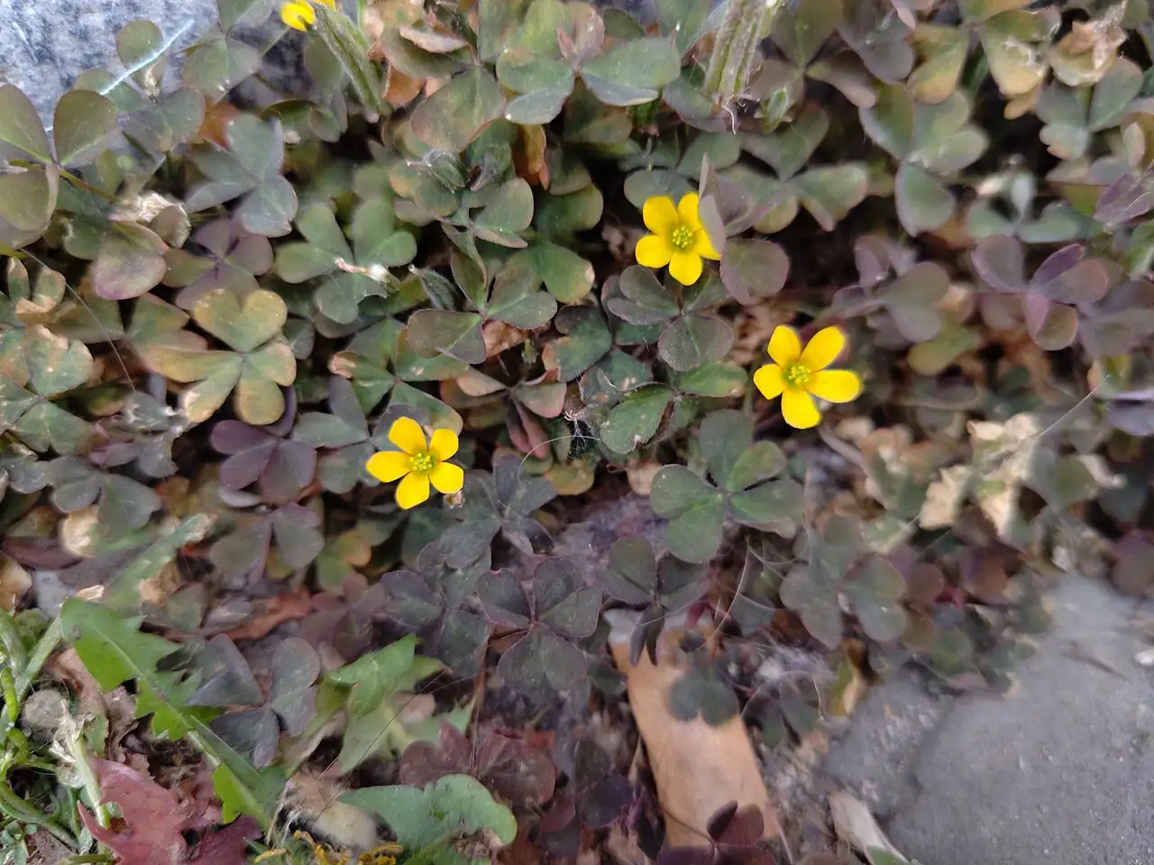 酢浆草 (Oxalis corniculata) — 环境展示