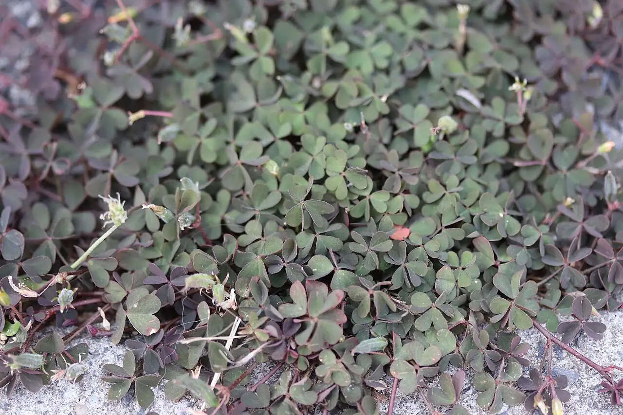 酢浆草 (Oxalis corniculata) — 更多视角