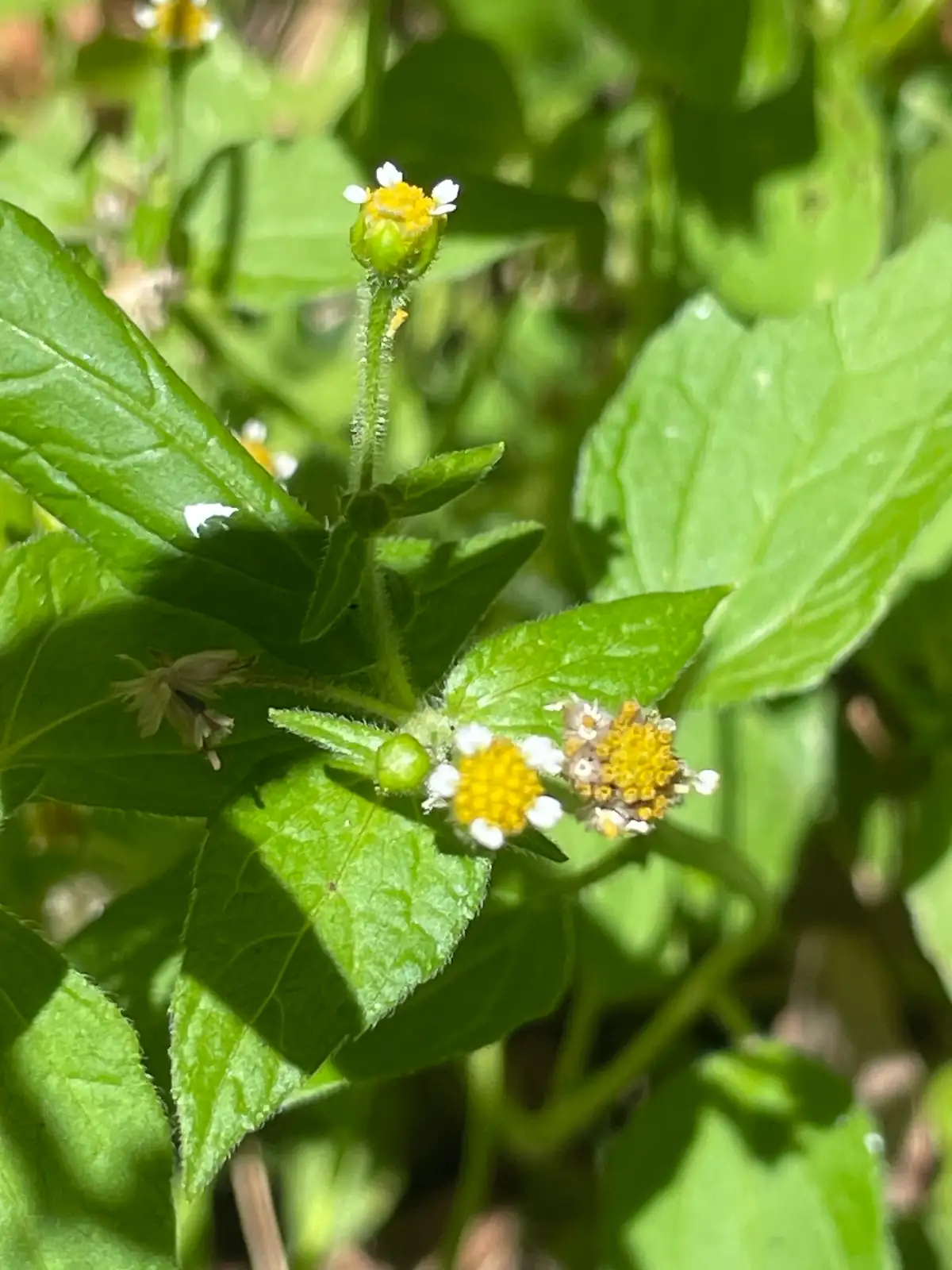 牛膝菊 (Galinsoga parviflora) — 更多视角