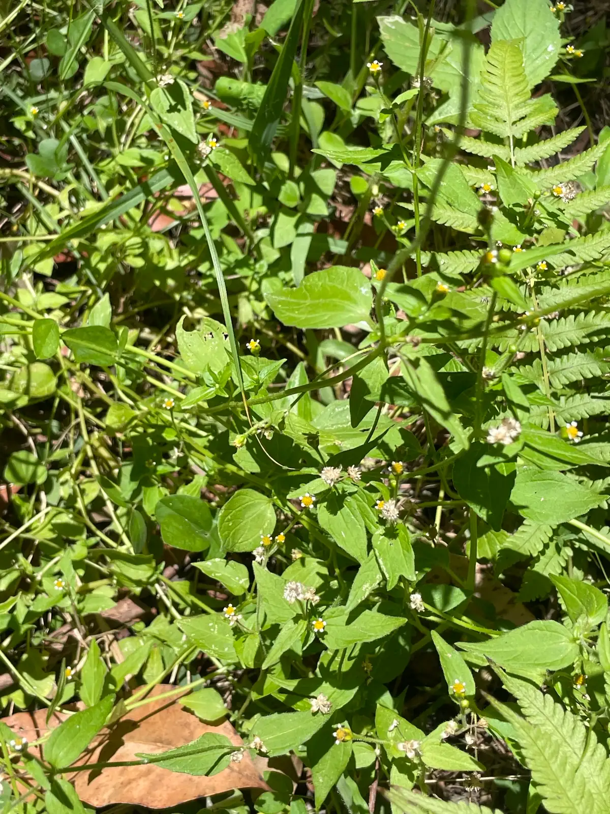 牛膝菊 (Galinsoga parviflora) — 更多视角