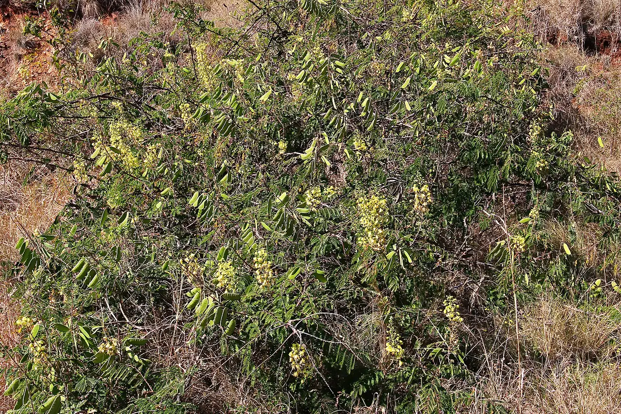 云实 (Caesalpinia decapetala) — 更多视角