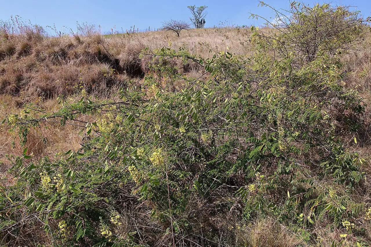 云实 (Caesalpinia decapetala) — 更多视角