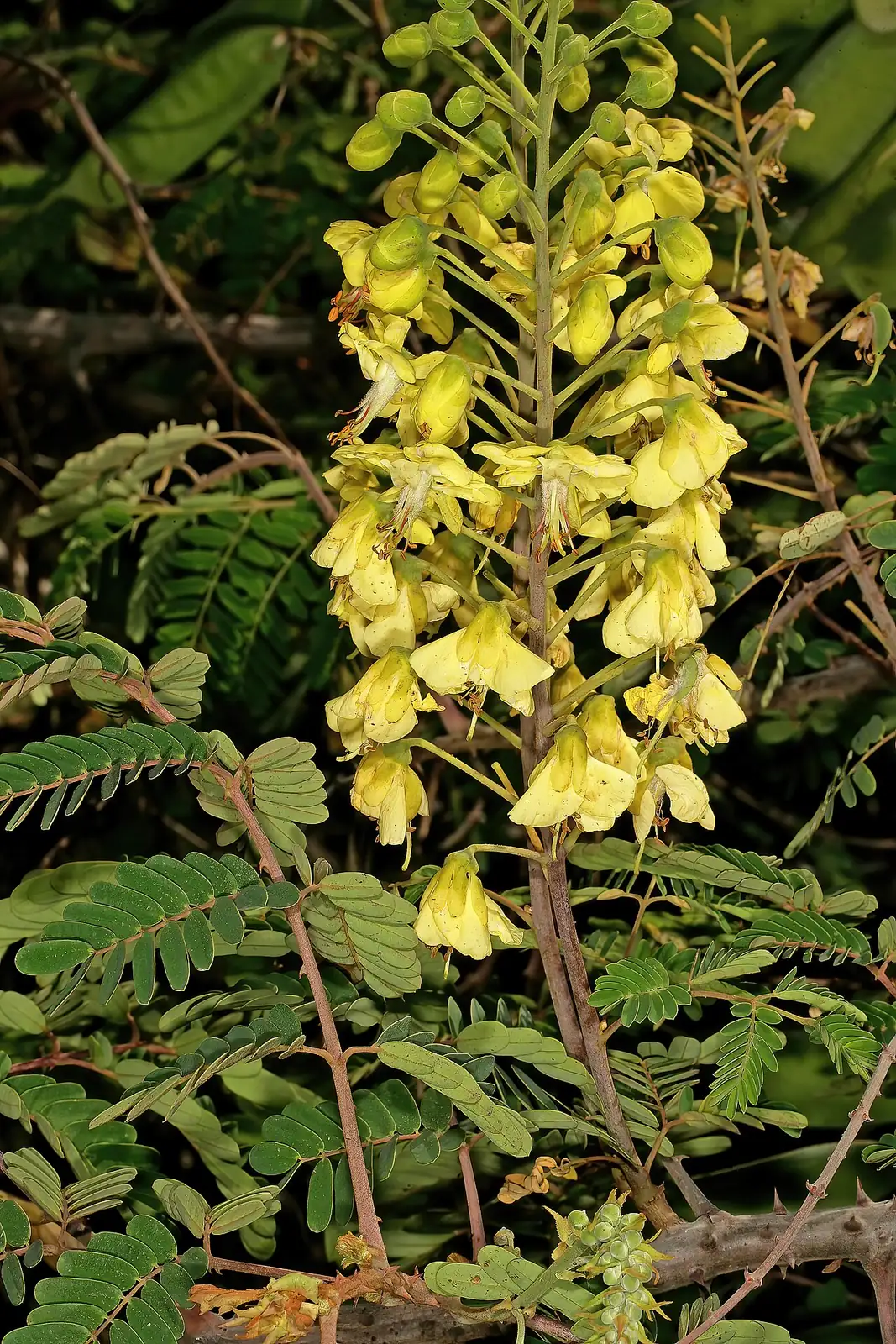 云实 (Caesalpinia decapetala) — 细节