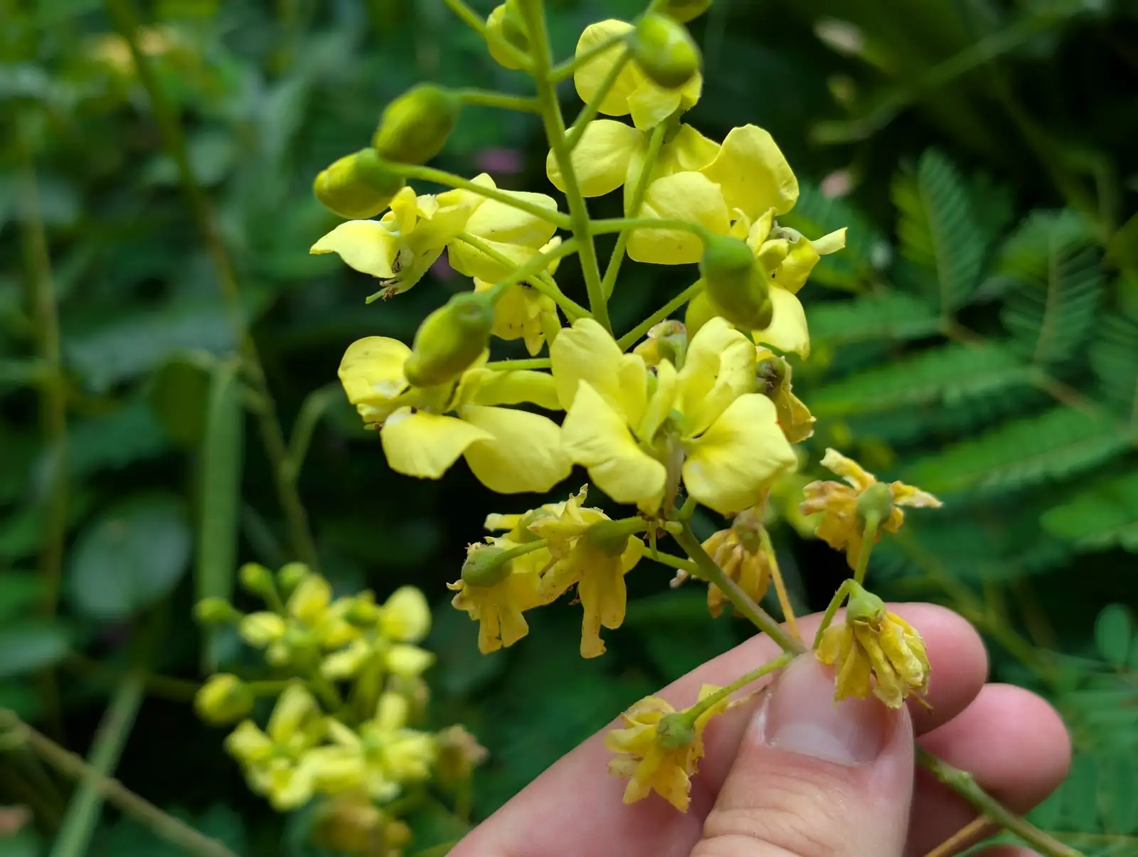 云实 (Caesalpinia decapetala) — 主图