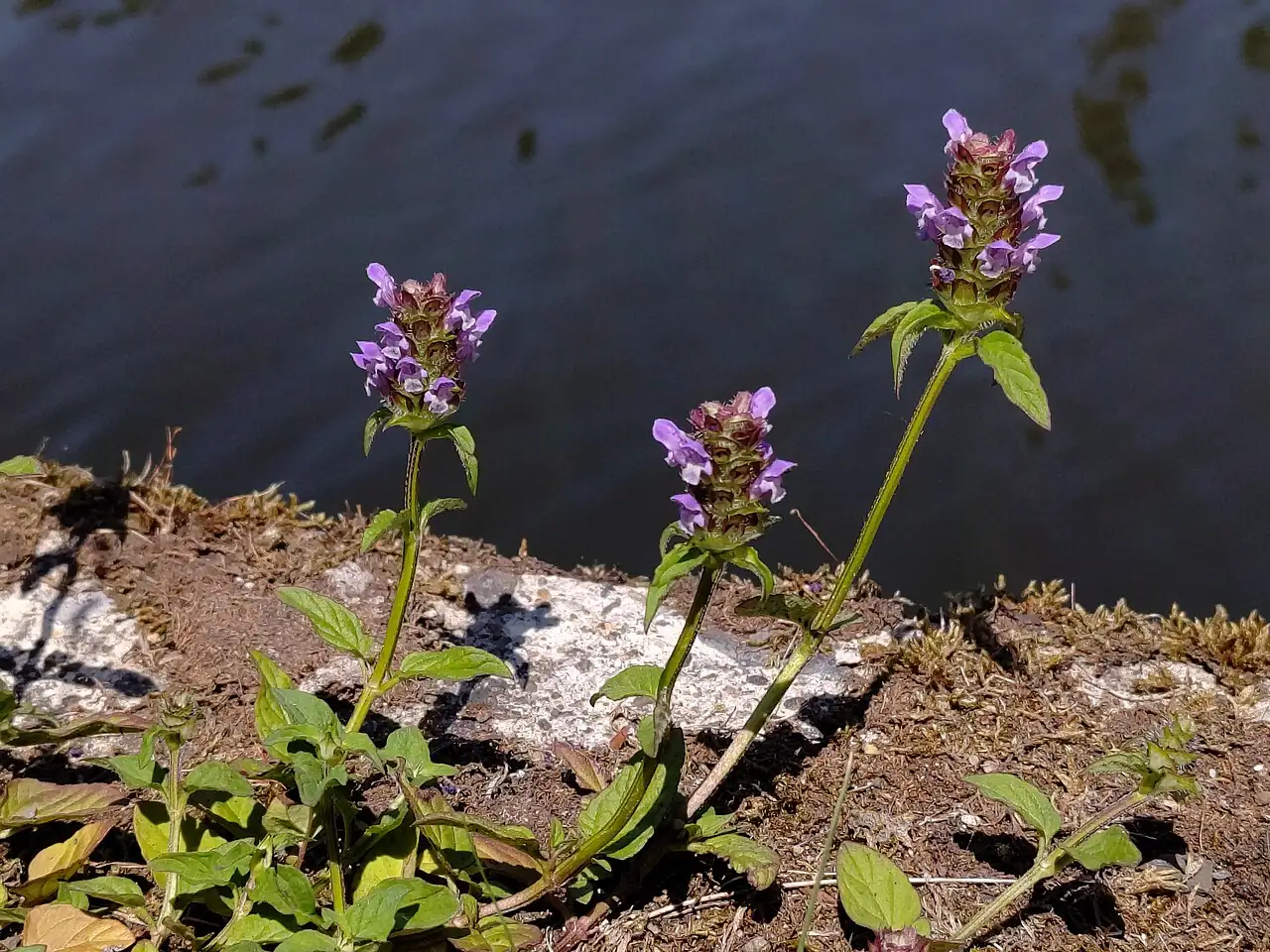 夏枯草 (Prunella vulgaris) — 更多视角