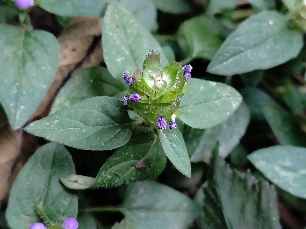 夏枯草 (Prunella vulgaris) — 更多视角