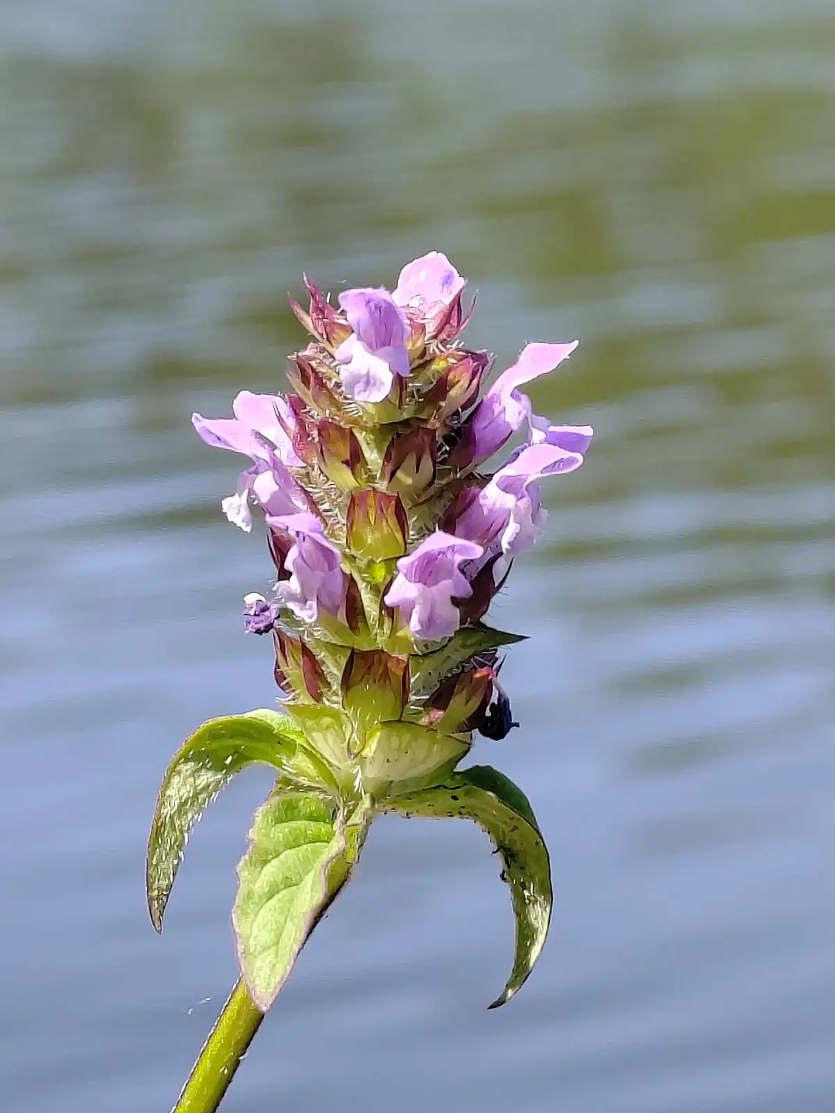 夏枯草 (Prunella vulgaris) — 更多视角