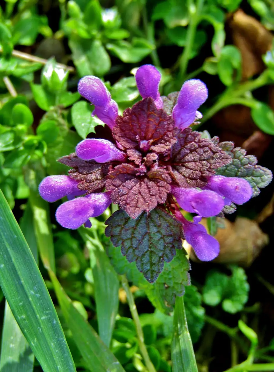 夏枯草 (Prunella vulgaris) — 主图