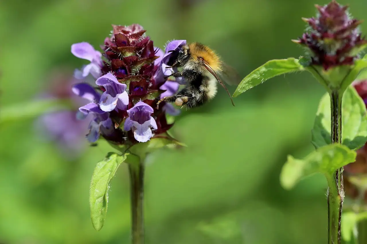 夏枯草 (Prunella vulgaris) — 细节