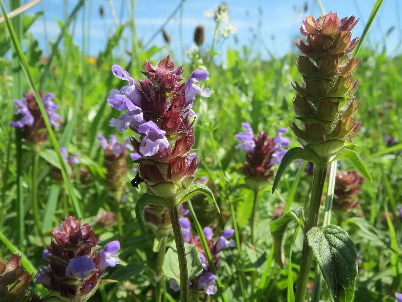 夏枯草 (Prunella vulgaris) — 特写