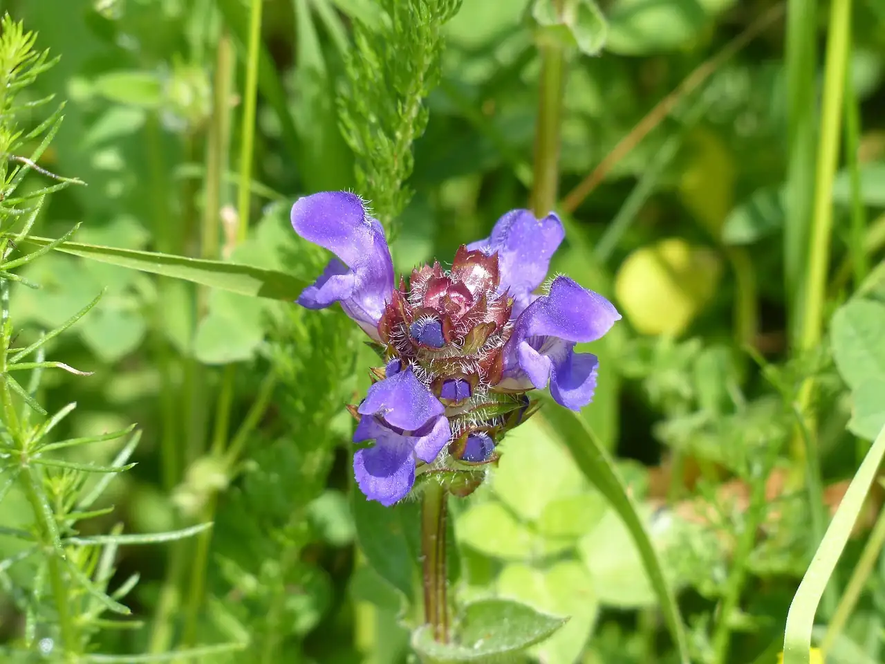 夏枯草 (Prunella vulgaris) — 环境展示