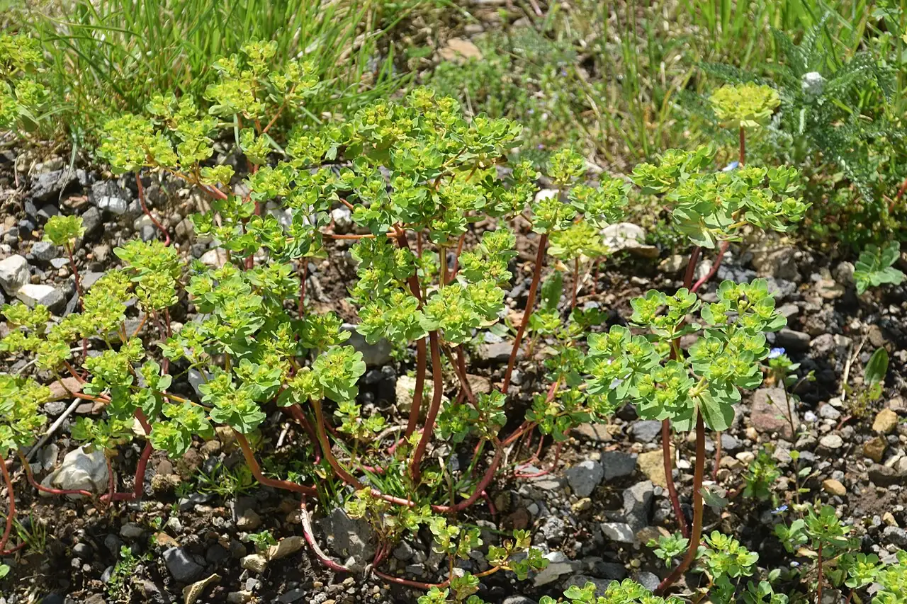 泽漆 (Euphorbia helioscopia) — 细节