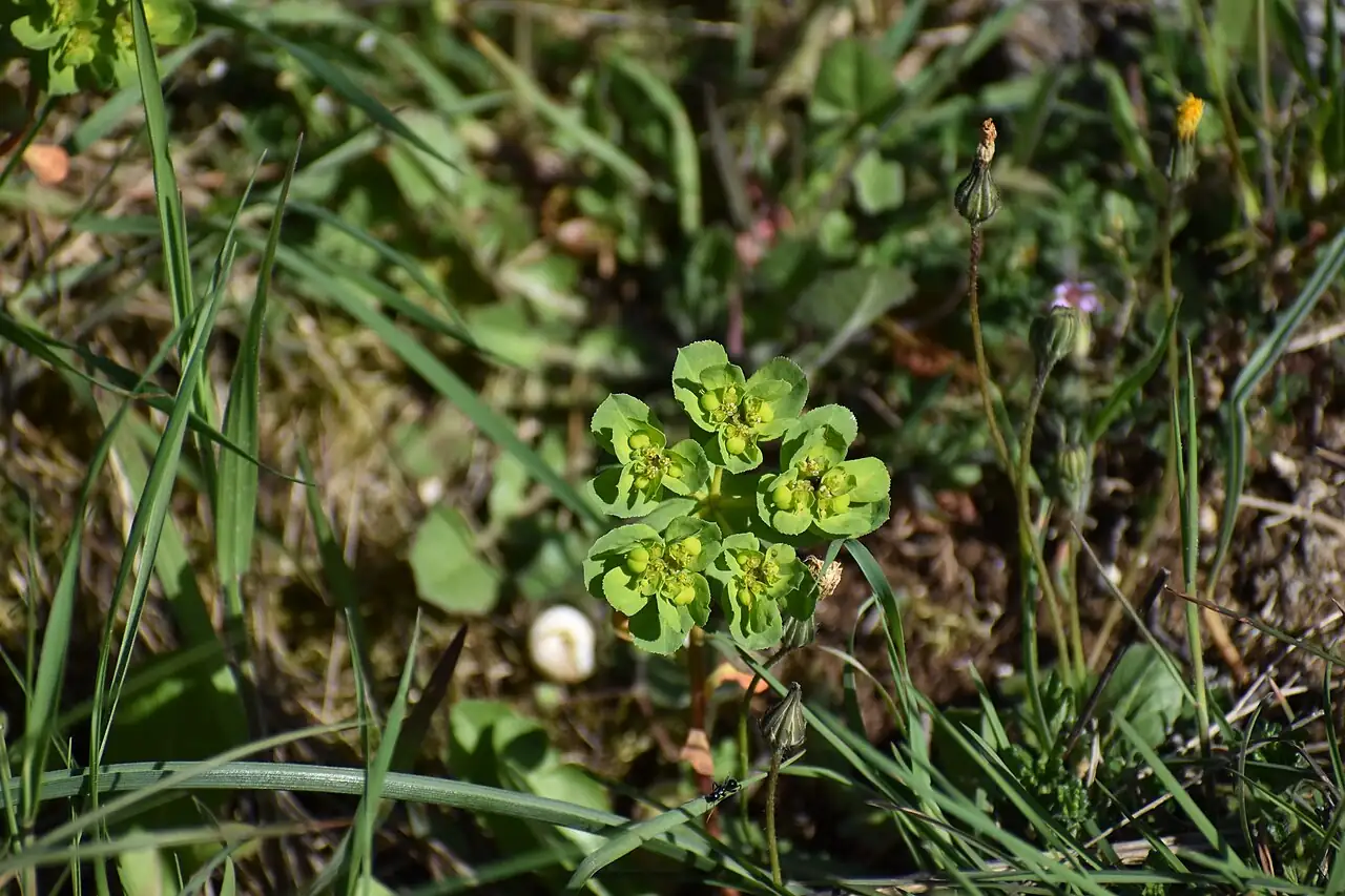 泽漆 (Euphorbia helioscopia) — 特写