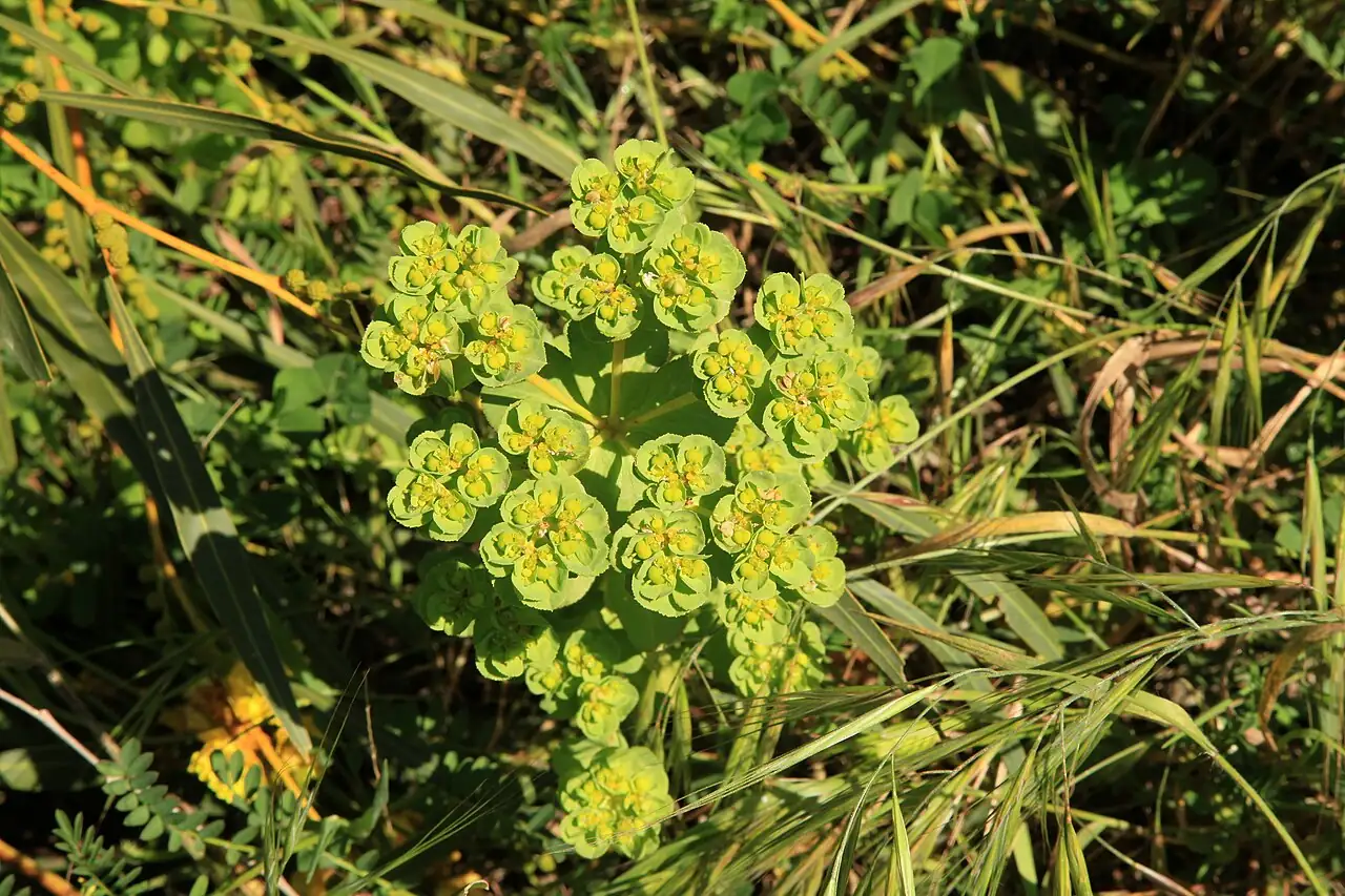 泽漆 (Euphorbia helioscopia) — 环境展示