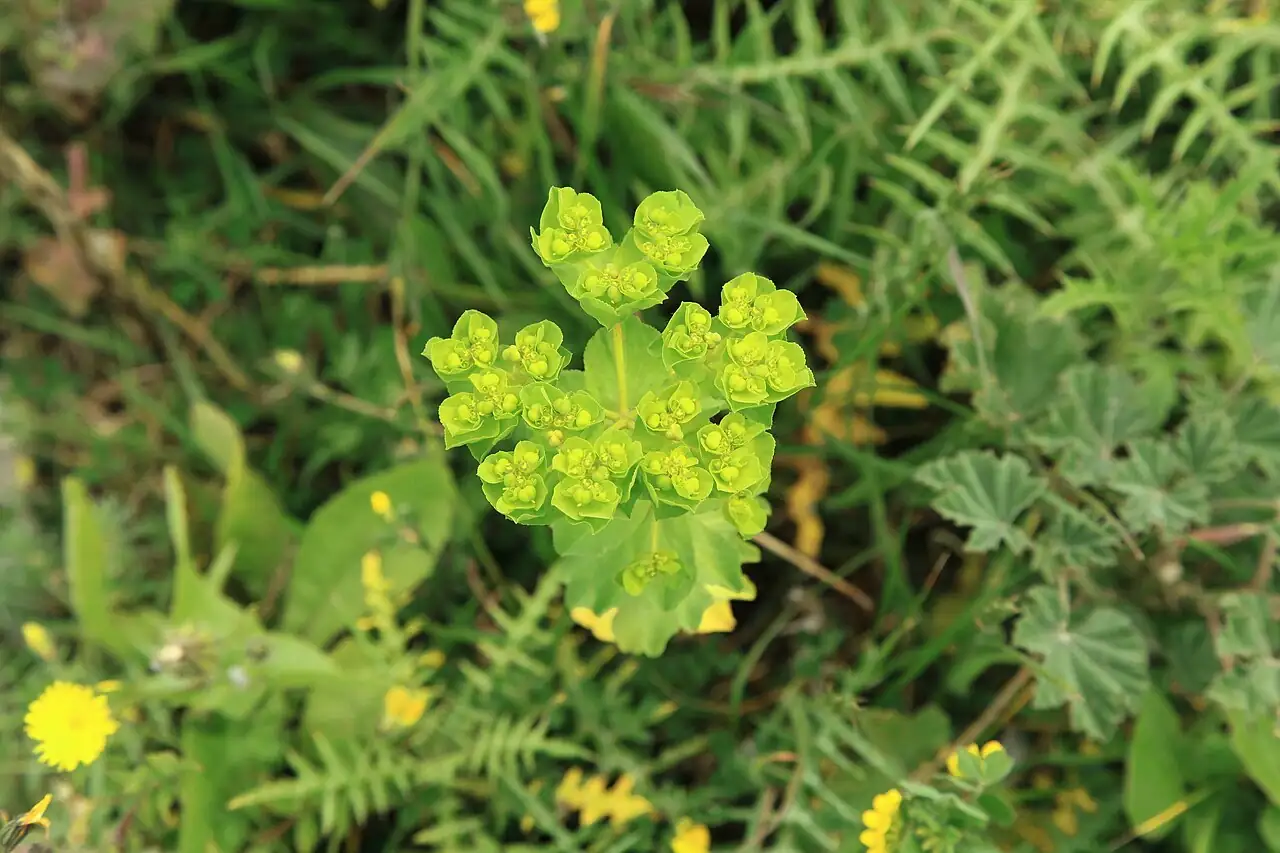 泽漆 (Euphorbia helioscopia) — 更多视角