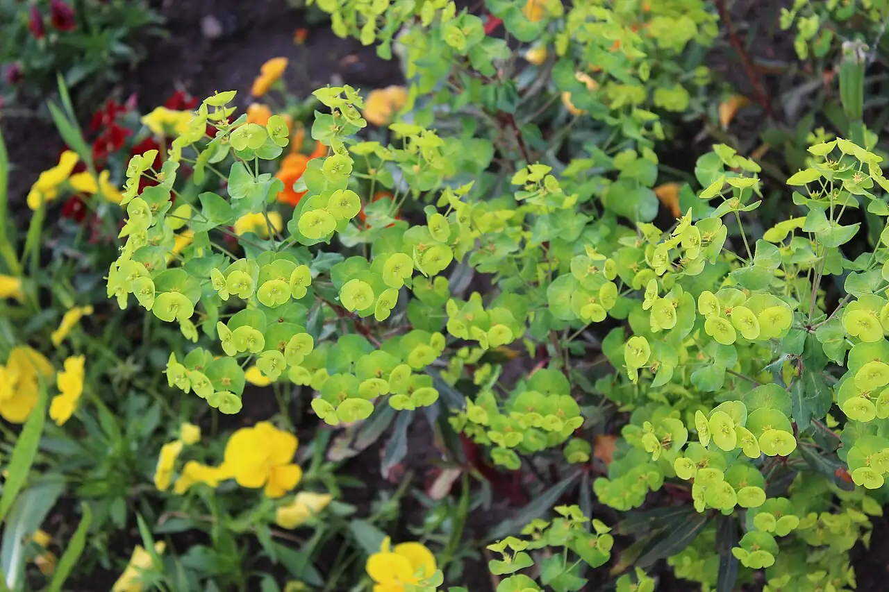 泽漆 (Euphorbia helioscopia) — 更多视角