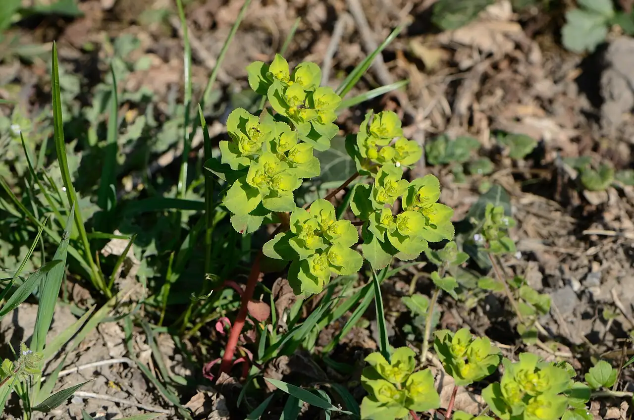 泽漆 (Euphorbia helioscopia) — 更多视角